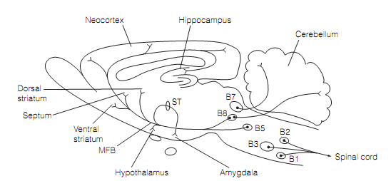 861_Serotonergic pathways.png